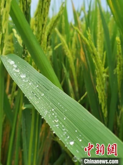   一场雨后，稻禾上聚集了雨滴。　王晓斌　摄