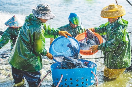 琼海塔洋农民金秋迎丰收