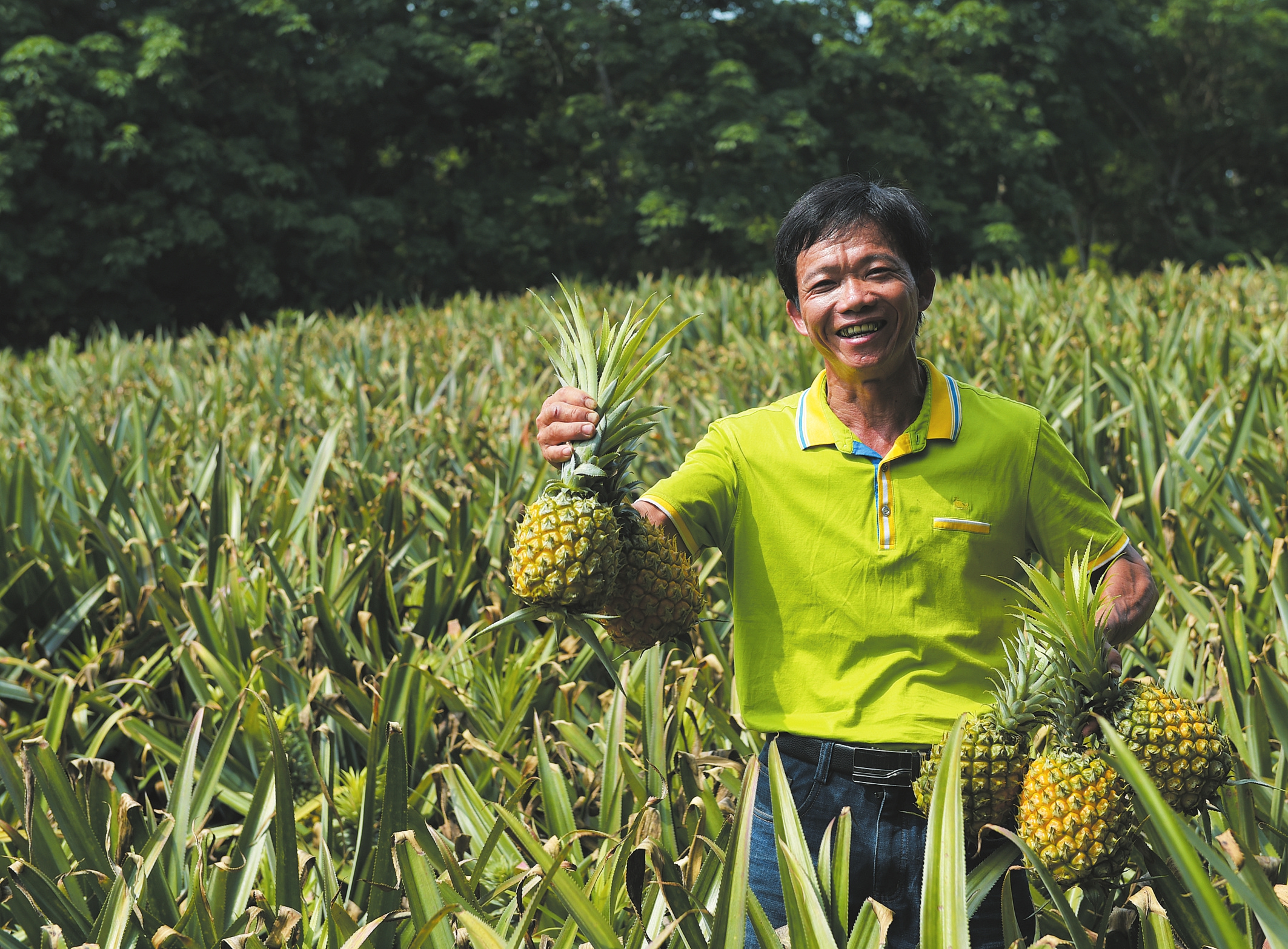 在美兰区大致坡镇美良村,“田教授”苏家就种植的菠萝喜获丰收。王聘钊 摄