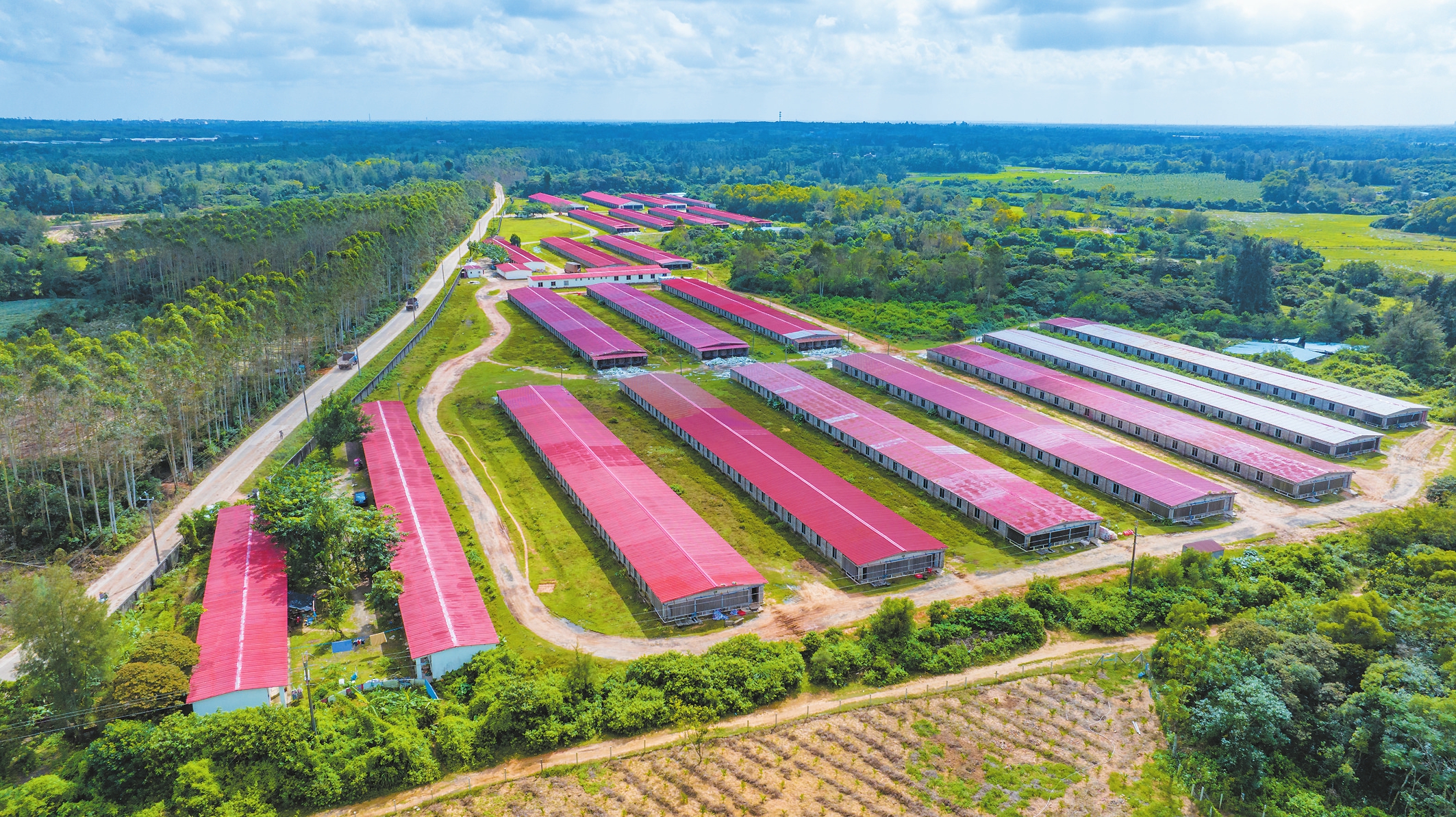 远眺美兰区乌良蛋鸡场,数栋鸡舍有序排列.杨鹤 摄