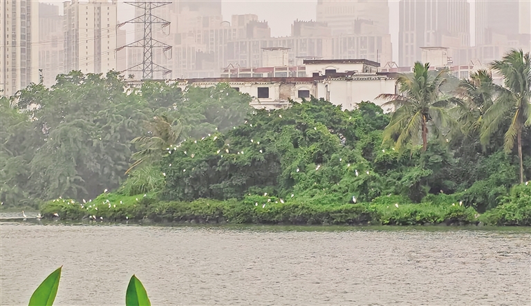 海口红城湖公园的湖心岛上有大量鹭鸟。
