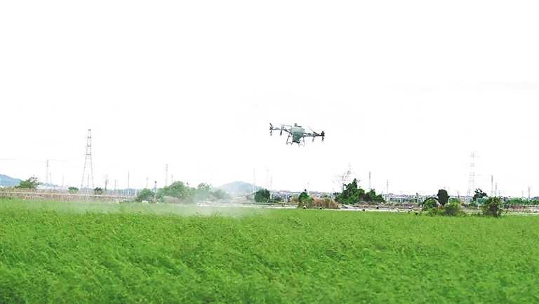 省南繁管理局工作人员使用无人机进行田间管理。 省南繁管理局供图