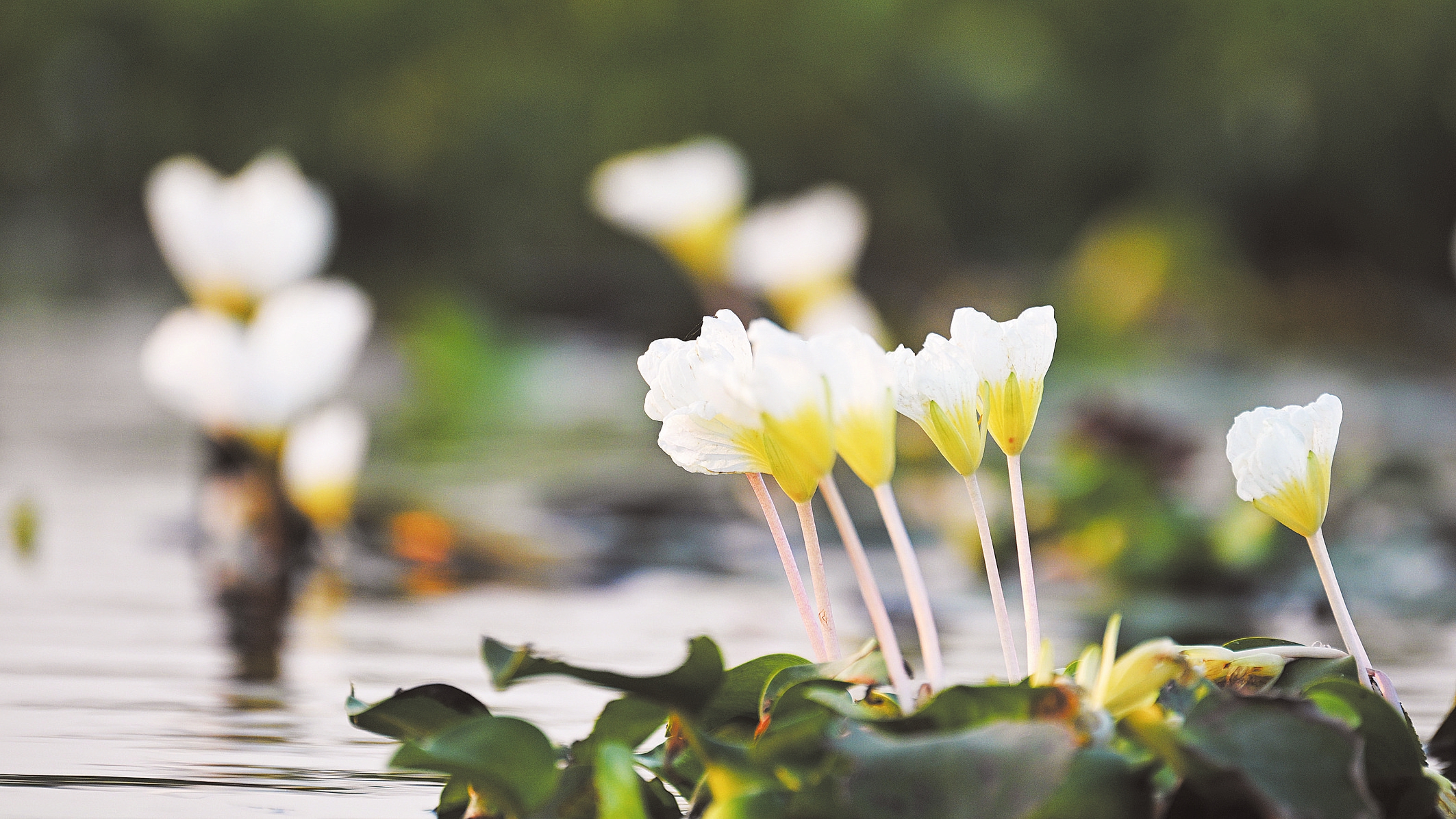 1��14�գ���������ʪ�ر���С���ڣ����Ҷ�������ֲ��ˮ�˻��������š��������� ʯ�л� ��