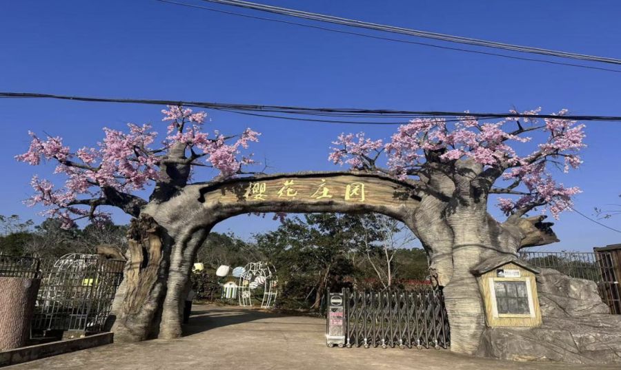 蓝洋樱花庄园 海垦旅游集团供图