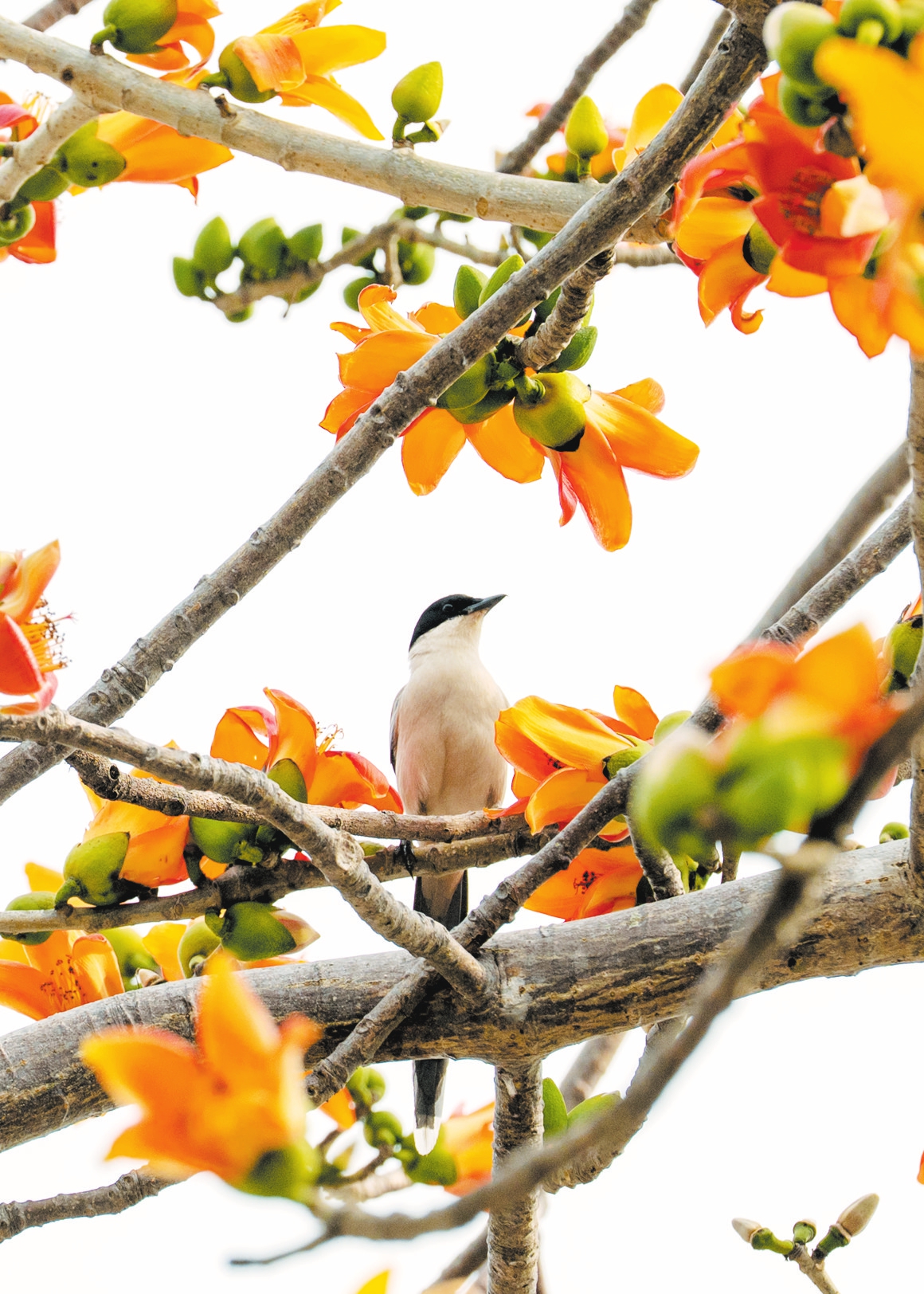 ��ϲȵ����������������Ļ���������á��������� ʯ�л� ��