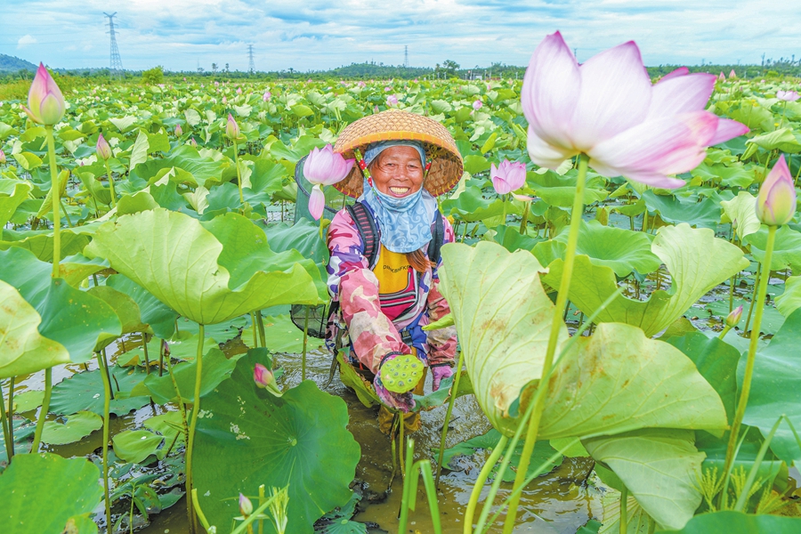 5月19日,琼山区旧州镇池连村的莲子产业园内,村民正在采收莲蓬。本报记者 苏弼坤 摄