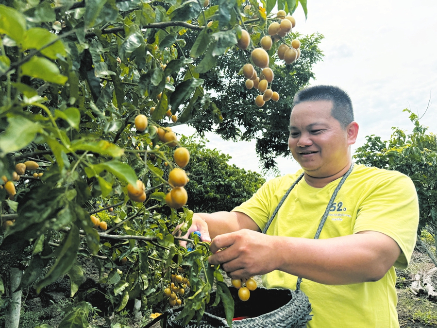 儒林村种植户林明在自家果园中采摘黄皮。