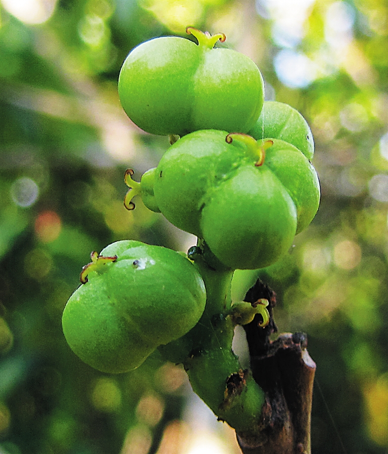 红树,奇妙的"胎生"植物