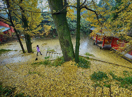 四川一古刹内千年银杏落叶铺满整座寺庙