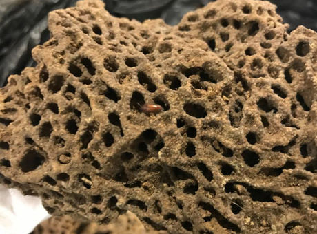 格陵兰岛出土史前"海怪"化石 距今约5.2亿年