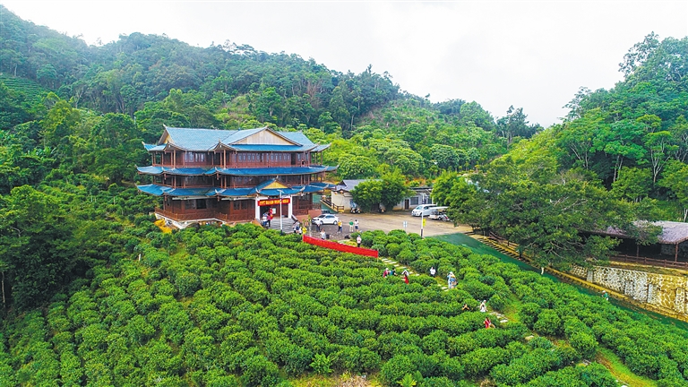 层峦耸翠 五指山金江茶文化产业园茶香满径