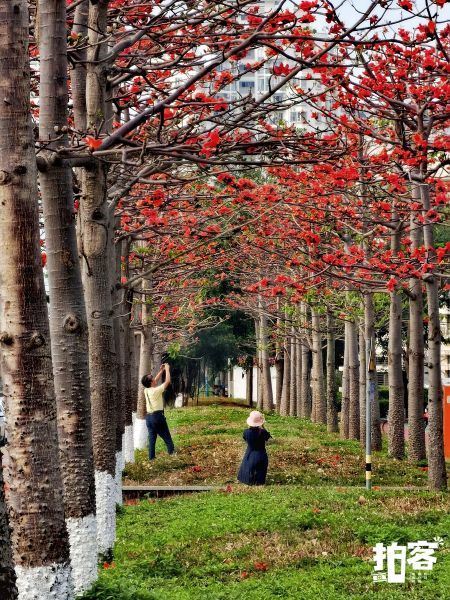 木棉花开红似火,唤醒海南大学最美的风景