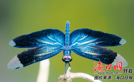 在五源河监测到的曜丽翅蜻。 （海口畓榃湿地研究所供图）