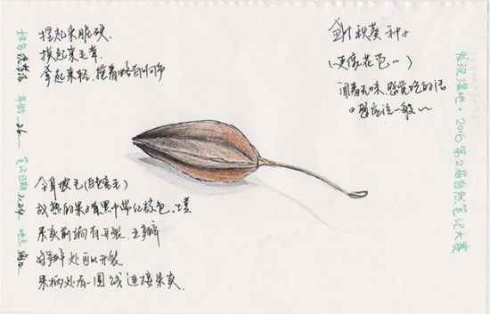 洪梦洁:箭叶秋葵