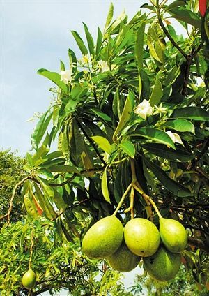 海芒果长得像芒果.(资料图)